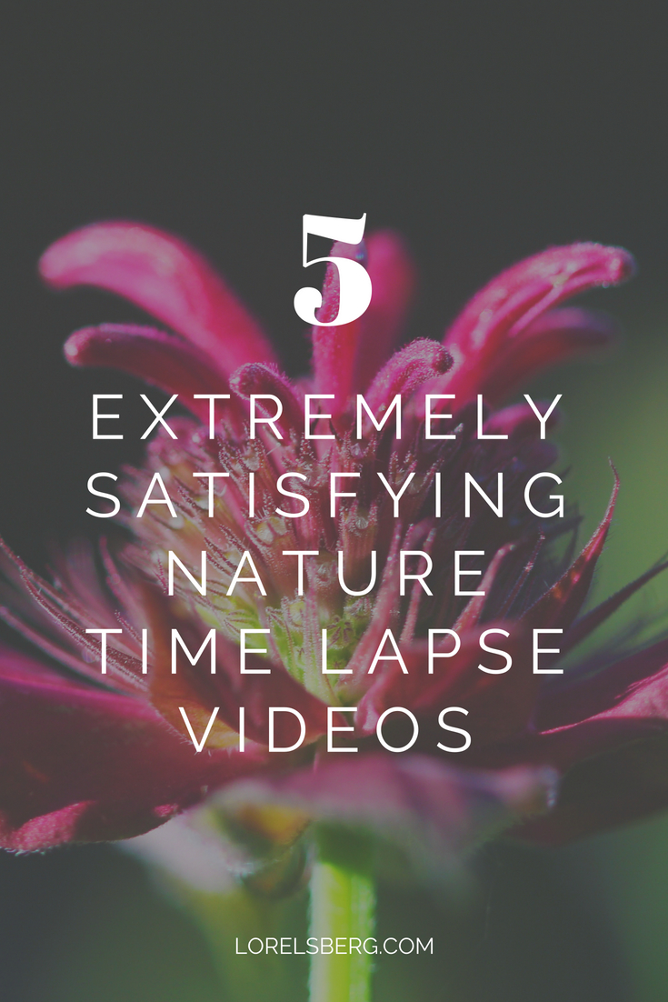 Take a minute, sit back and relax with these satisfying nature time lapse videos. #nature #timelapse