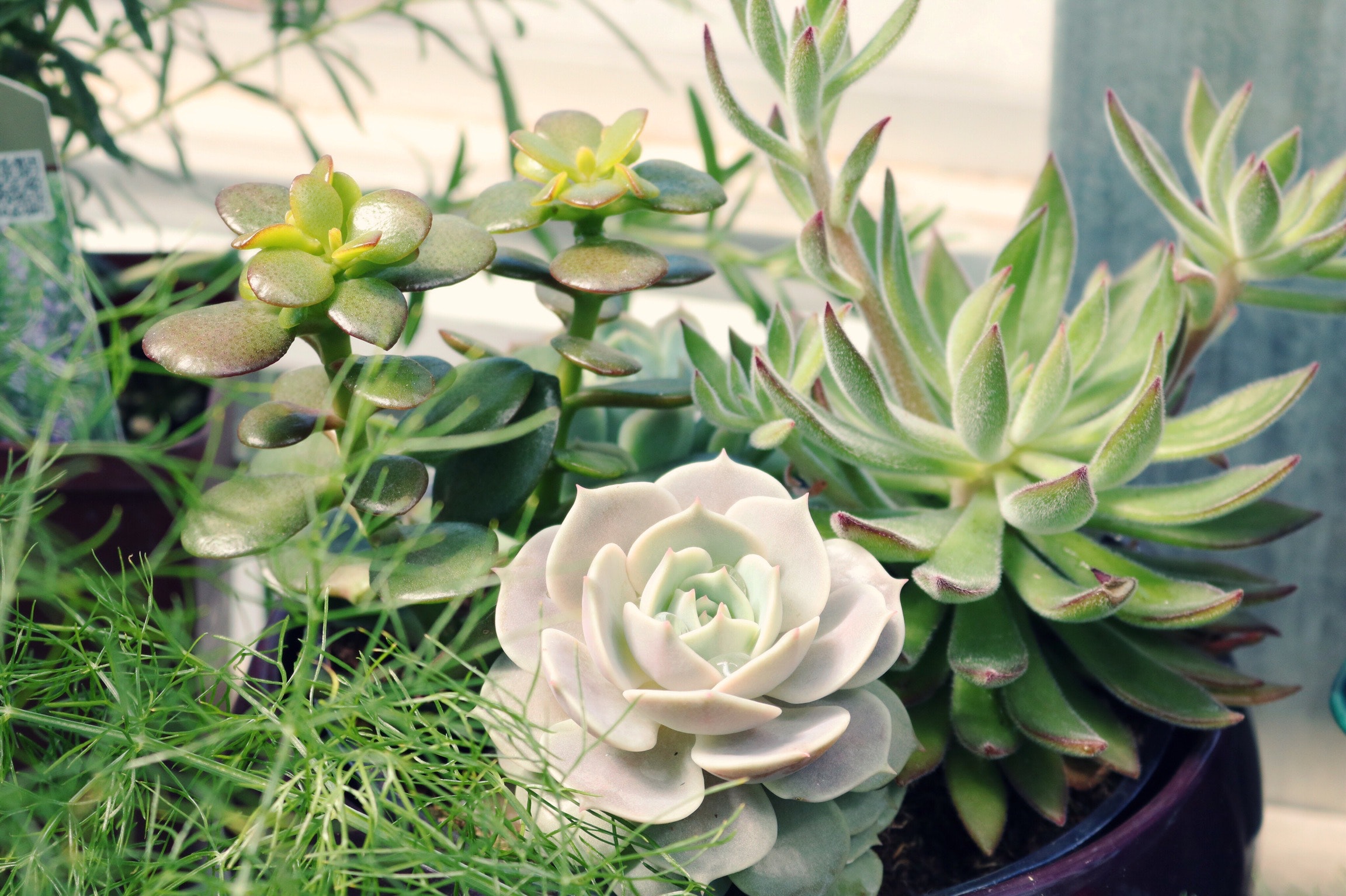 How to turn your flat into an urban jungle #urbanjungle #gardening #plants