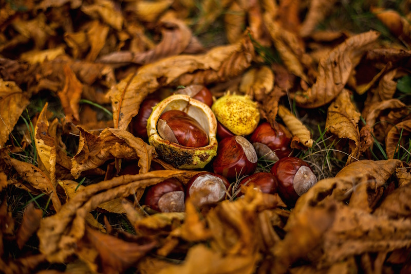 chestnuts