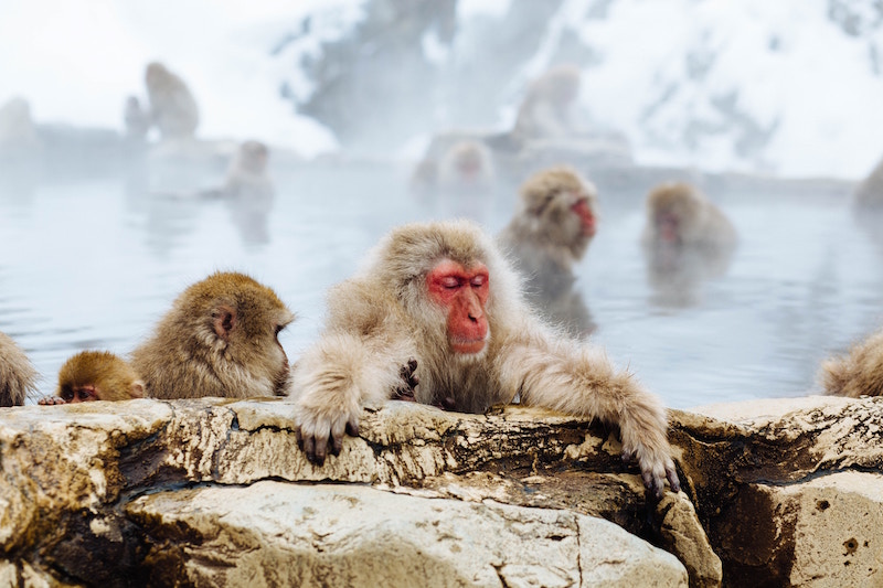 monkey in hot spring