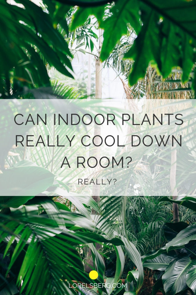 Cover Image - Indoor Plants with title 'Can Indoor Plants really cool down a room'?